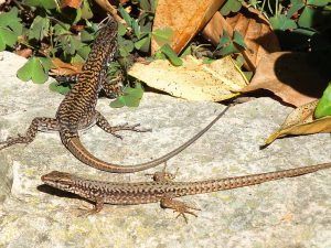lizards-sun-reptile-animal-preview