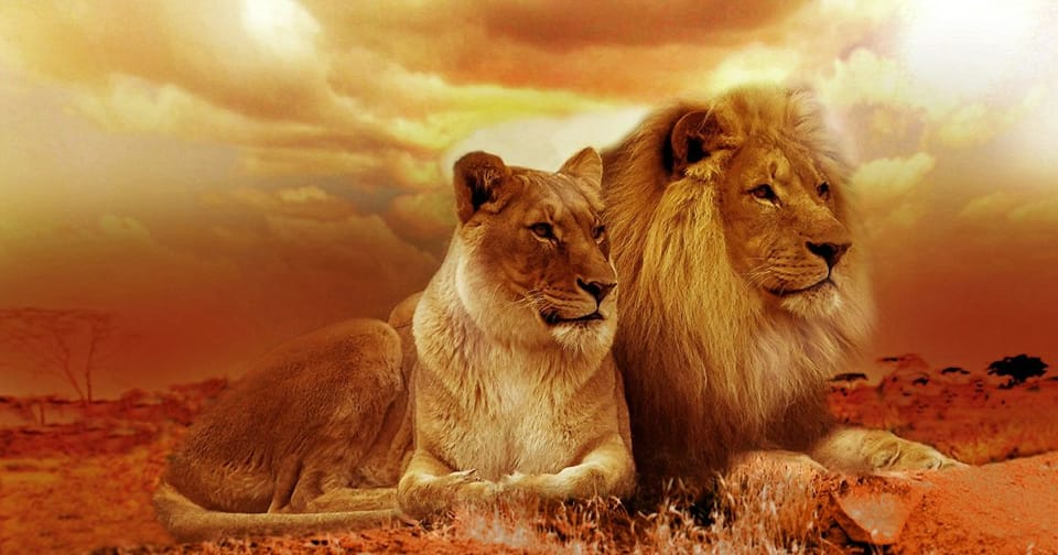 lavovi par
